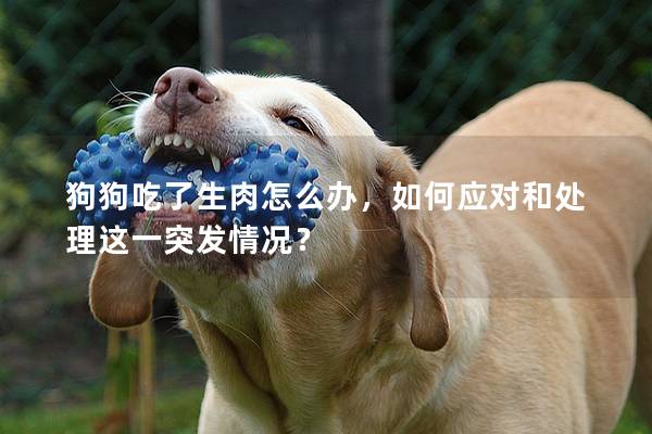 狗狗吃了生肉怎么办，如何应对和处理这一突发情况？