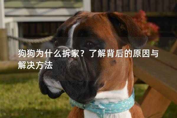 狗狗为什么拆家？了解背后的原因与解决方法