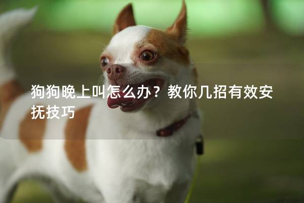 狗狗晚上叫怎么办？教你几招有效安抚技巧