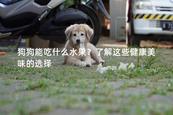 狗狗能吃什么水果？了解这些健康美味的选择
