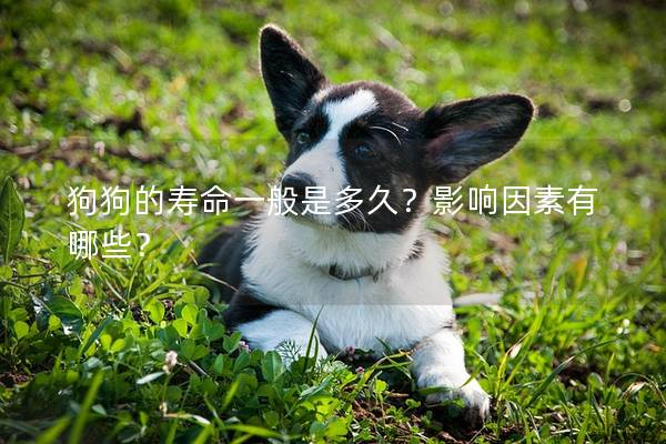 狗狗的寿命一般是多久？影响因素有哪些？