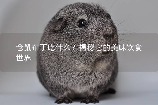 仓鼠布丁吃什么？揭秘它的美味饮食世界