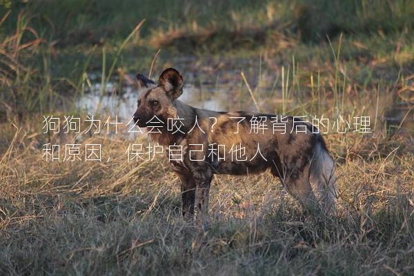 狗狗为什么会咬人？了解背后的心理和原因，保护自己和他人