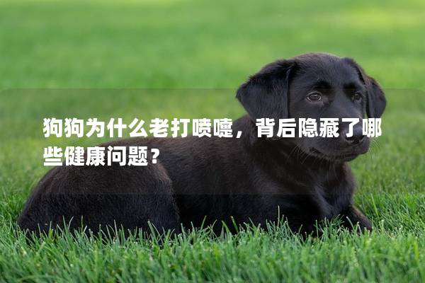狗狗为什么老打喷嚏,背后隐藏了哪些健康问题? 狗狗为什么老打喷嚏,背后隐藏了哪些健康问题?