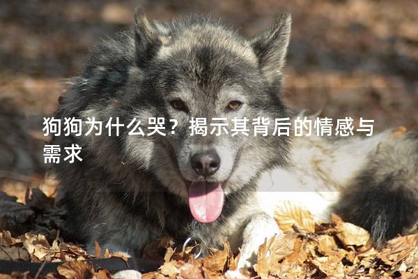 狗狗为什么哭？揭示其背后的情感与需求