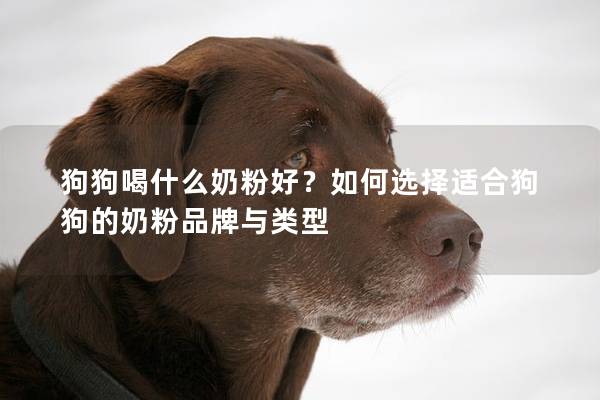 狗狗喝什么奶粉好？如何选择适合狗狗的奶粉品牌与类型