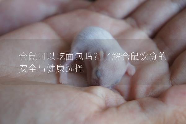 仓鼠可以吃面包吗？了解仓鼠饮食的安全与健康选择