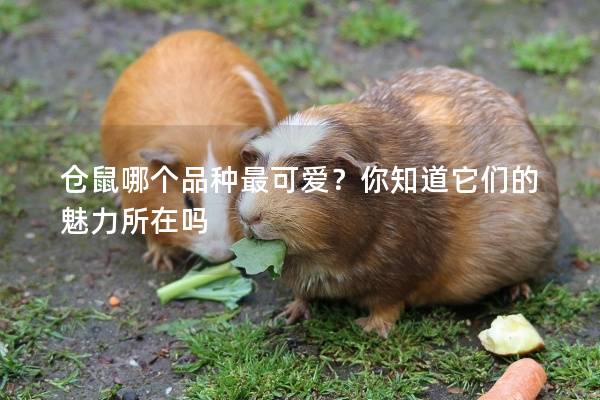 仓鼠哪个品种最可爱？你知道它们的魅力所在吗