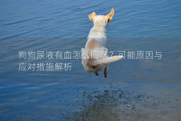 狗狗尿液有血怎么回事？可能原因与应对措施解析