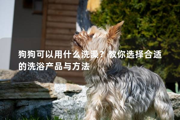 狗狗可以用什么洗澡？教你选择合适的洗浴产品与方法