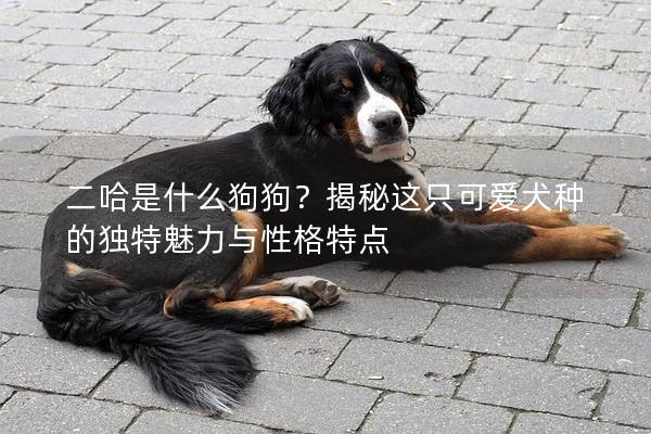 二哈是什么狗狗？揭秘这只可爱犬种的独特魅力与性格特点