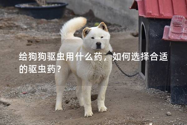 给狗狗驱虫用什么药，如何选择合适的驱虫药？