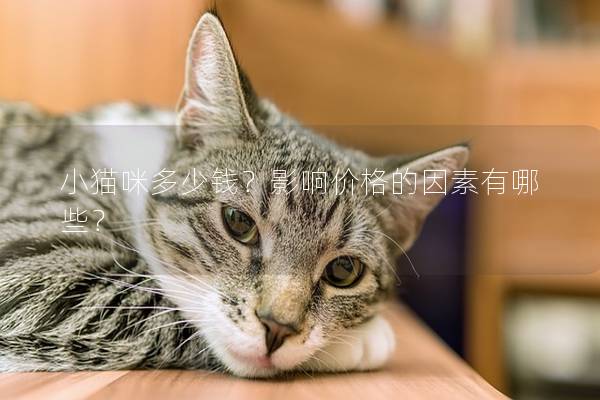 小猫咪多少钱?影响价格的因素有哪些? 小猫咪多少钱?影响价格的因素有哪些?