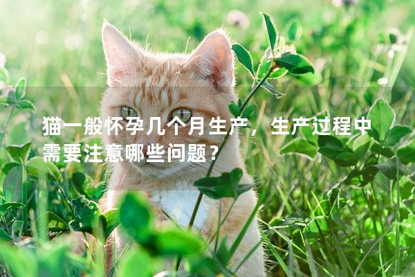 猫一般怀孕几个月生产,生产过程中需要注意哪些问题? 猫一般怀孕几个月生产,生产过程中需要注意哪些问题?
