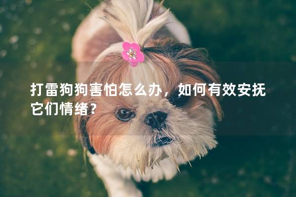打雷狗狗害怕怎么办，如何有效安抚它们情绪？