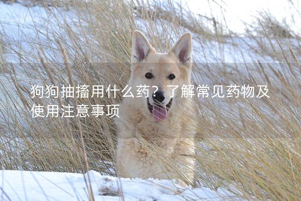 狗狗抽搐用什么药？了解常见药物及使用注意事项