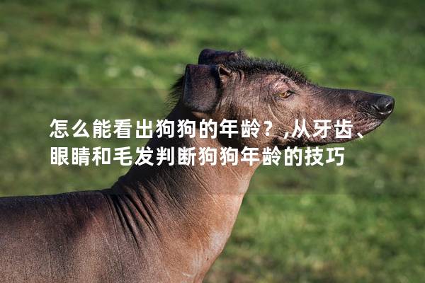 怎么能看出狗狗的年龄？,从牙齿、眼睛和毛发判断狗狗年龄的技巧