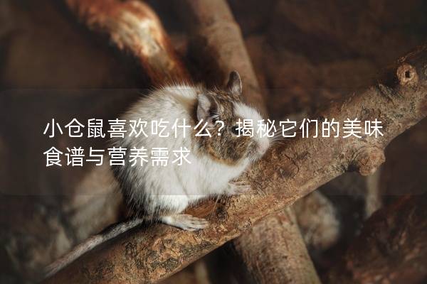 小仓鼠喜欢吃什么？揭秘它们的美味食谱与营养需求