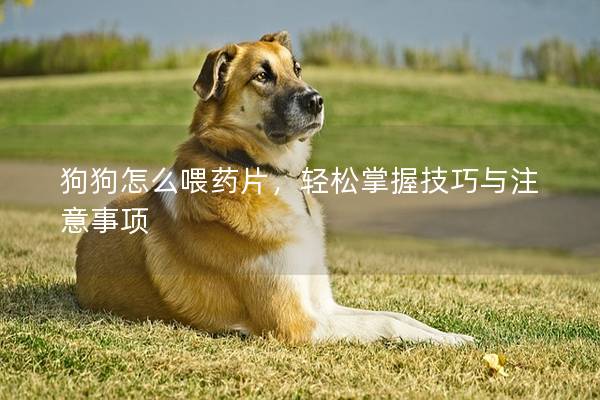 狗狗怎么喂药片，轻松掌握技巧与注意事项