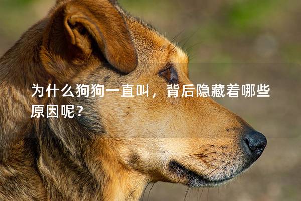 为什么狗狗一直叫，背后隐藏着哪些原因呢？