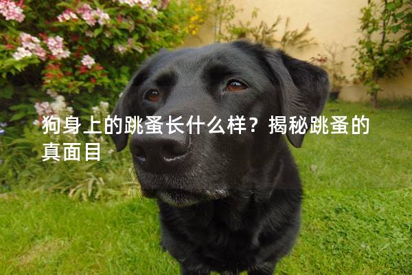 狗身上的跳蚤长什么样?揭秘跳蚤的真面目 狗身上的跳蚤长什么样?揭秘跳蚤的真面目
