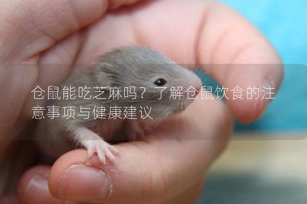 仓鼠能吃芝麻吗？了解仓鼠饮食的注意事项与健康建议