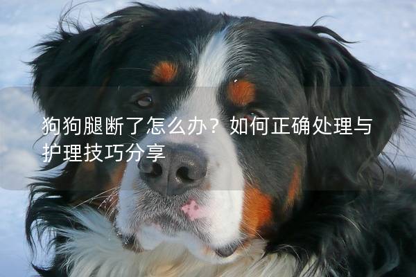 狗狗腿断了怎么办？如何正确处理与护理技巧分享