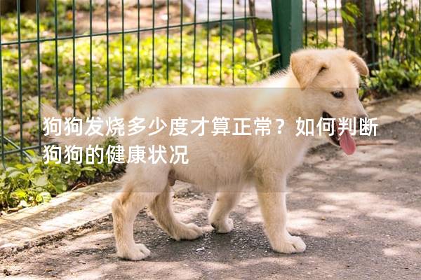 狗狗发烧多少度才算正常?如何判断狗狗的健康状况 狗狗发烧多少度才算正常?如何判断狗狗的健康状况