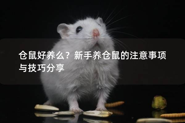 仓鼠好养么?新手养仓鼠的注意事项与技巧分享 仓鼠好养么?新手养仓鼠的注意事项与技巧分享