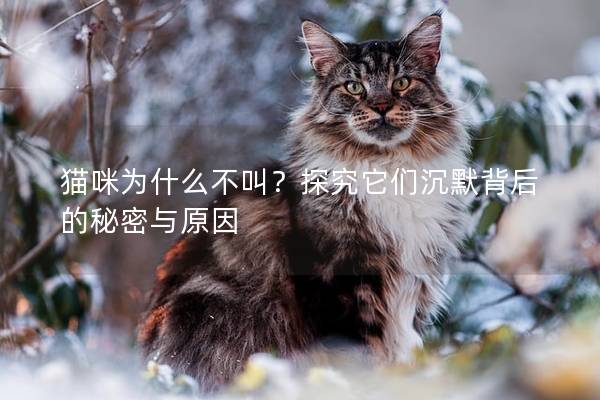 猫咪为什么不叫？探究它们沉默背后的秘密与原因