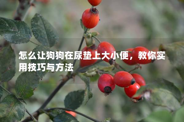 怎么让狗狗在尿垫上大小便，教你实用技巧与方法