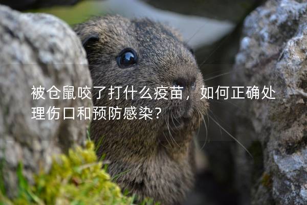 被仓鼠咬了打什么疫苗，如何正确处理伤口和预防感染？