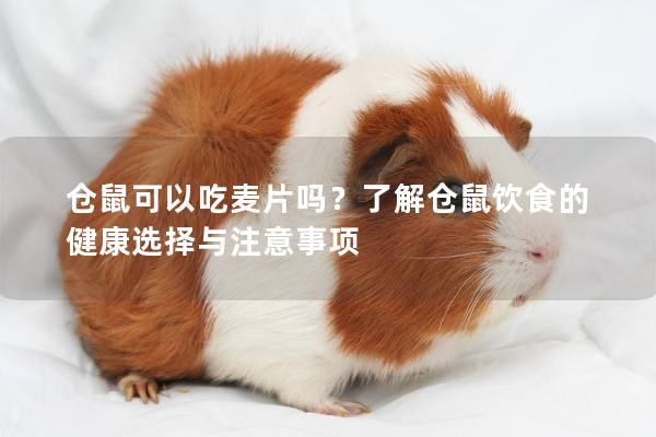 仓鼠可以吃麦片吗？了解仓鼠饮食的健康选择与注意事项