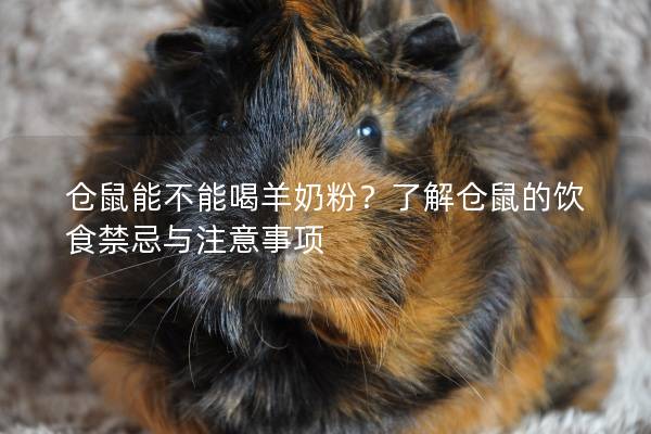 仓鼠能不能喝羊奶粉？了解仓鼠的饮食禁忌与注意事项
