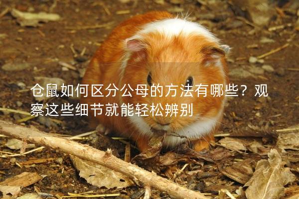 仓鼠如何区分公母的方法有哪些？观察这些细节就能轻松辨别