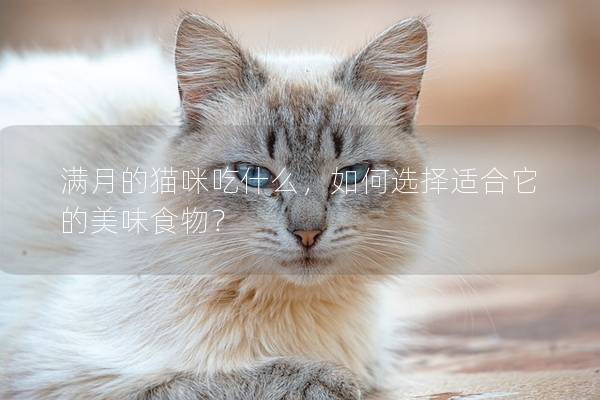 满月的猫咪吃什么，如何选择适合它的美味食物？