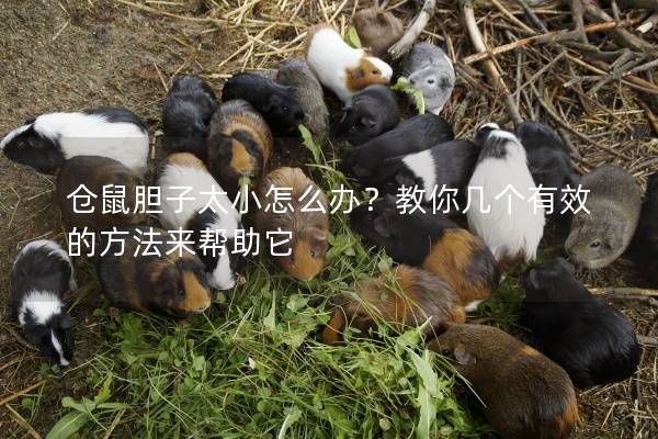 仓鼠胆子太小怎么办？教你几个有效的方法来帮助它
