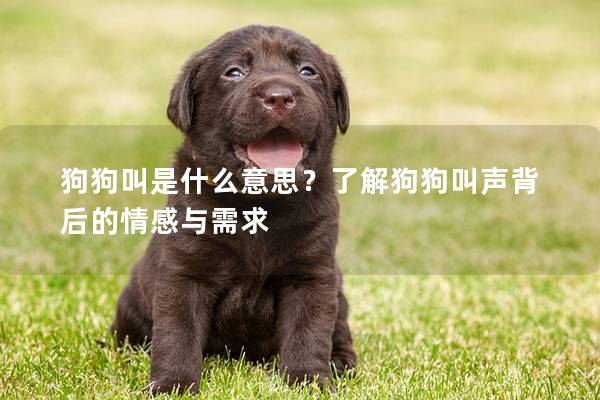 狗狗叫是什么意思？了解狗狗叫声背后的情感与需求