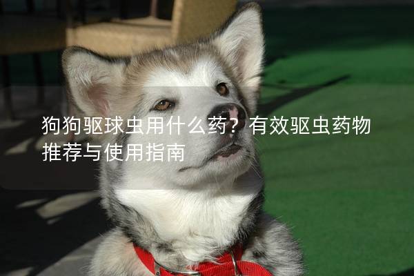 狗狗驱球虫用什么药？有效驱虫药物推荐与使用指南