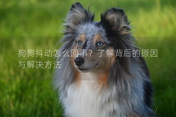 狗狗抖动怎么回事？了解背后的原因与解决方法