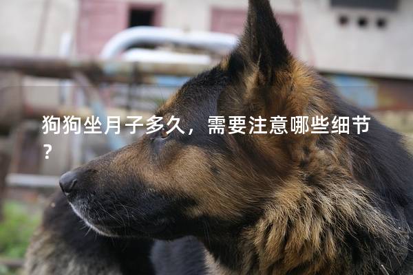狗狗坐月子多久，需要注意哪些细节？