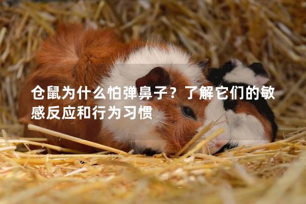 仓鼠为什么怕弹鼻子?了解它们的敏感反应和行为习惯 仓鼠为什么怕弹鼻子?了解它们的敏感反应和行为习惯