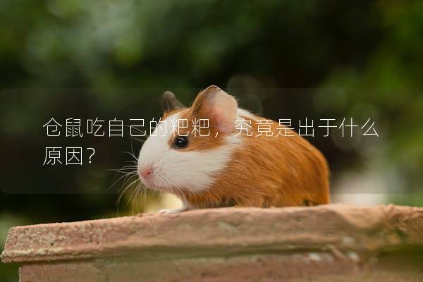 仓鼠吃自己的粑粑，究竟是出于什么原因？
