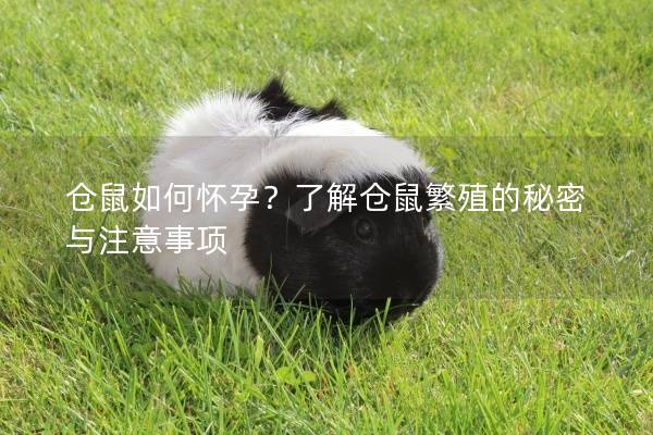 仓鼠如何怀孕？了解仓鼠繁殖的秘密与注意事项
