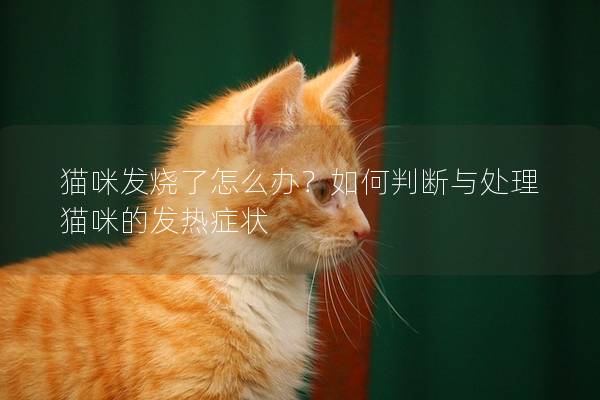猫咪发烧了怎么办？如何判断与处理猫咪的发热症状