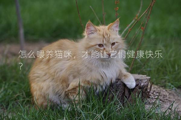 怎么喂养猫咪，才能让它们健康快乐？
