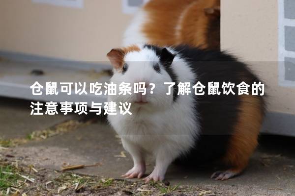 仓鼠可以吃油条吗？了解仓鼠饮食的注意事项与建议