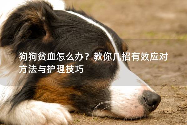 狗狗贫血怎么办？教你几招有效应对方法与护理技巧