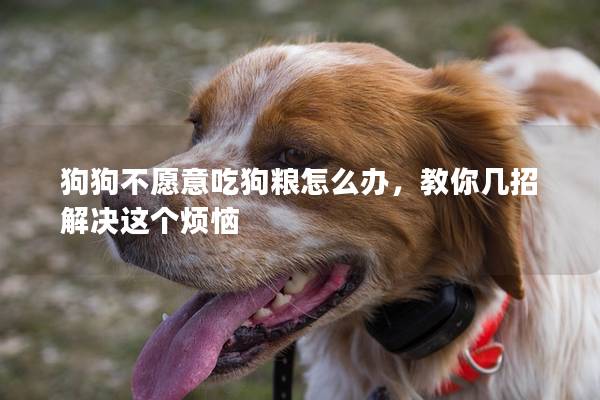 狗狗不愿意吃狗粮怎么办，教你几招解决这个烦恼