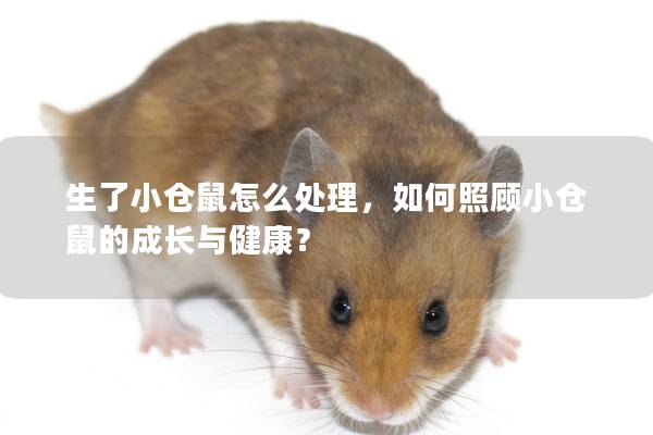 生了小仓鼠怎么处理，如何照顾小仓鼠的成长与健康？